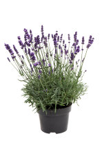 Lavendel 'Lavendula angustifolia' 17 cm potte 